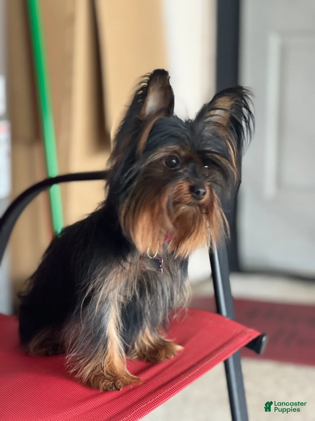 Yorkshire Terrier dogs for sale: Yorkshire Terrier Puppy 1 - Ad 5