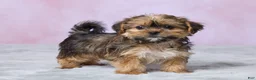 Shorkie dogs for sale: Archie - Ad 4