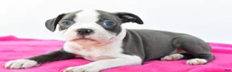 Boston Terrier dogs for sale: Roxy - Ad 3