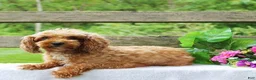 Cavapoo dogs for sale: Dixie - Ad 5
