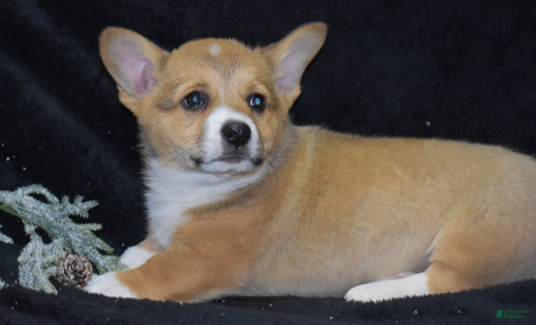 Welsh Corgi Pembroke dogs for sale: Milkyway - Ad 7