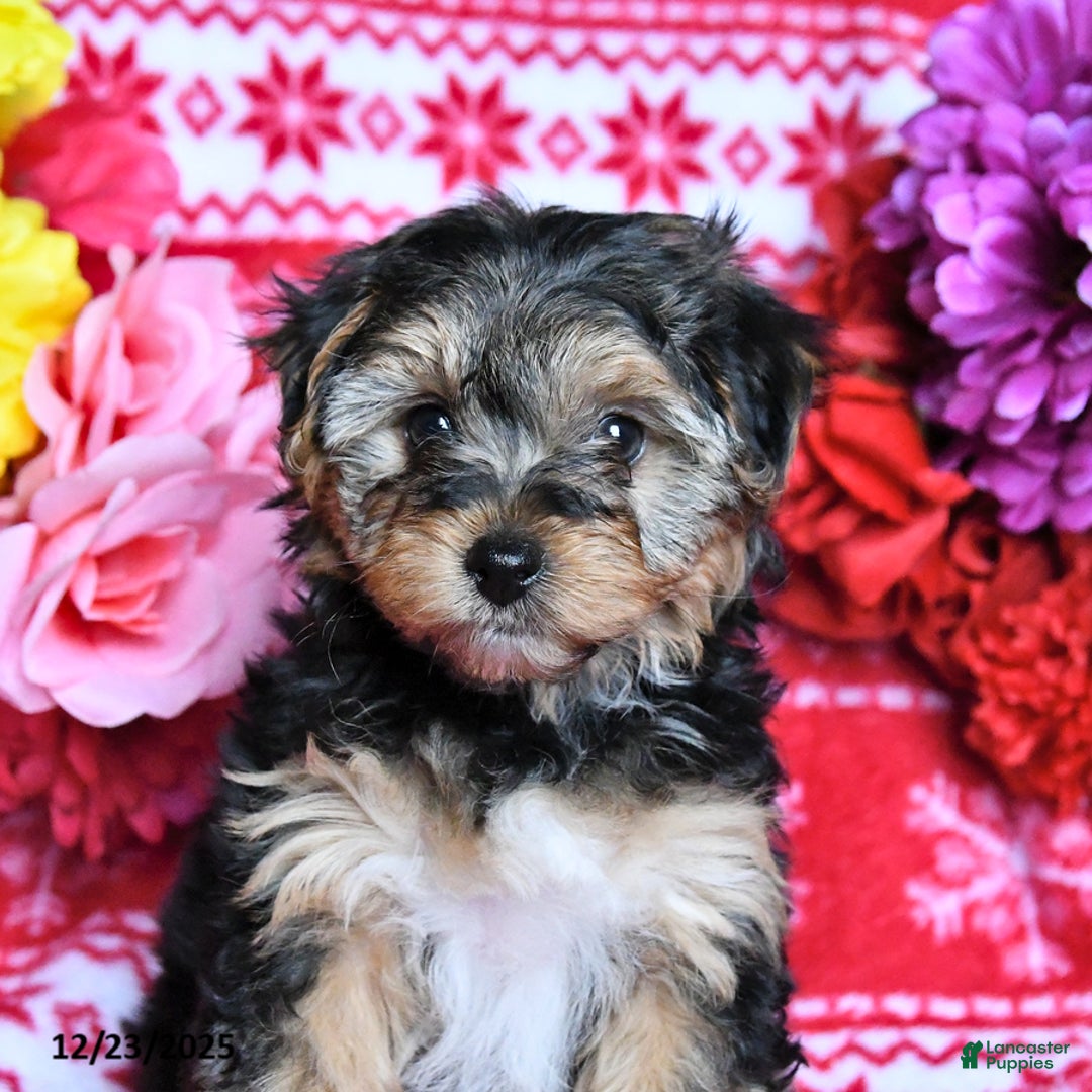 Yorkiepoo dogs for sale: Holly - Ad 2
