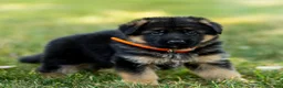 German Shepherd dogs for sale: Zara - Ad 7