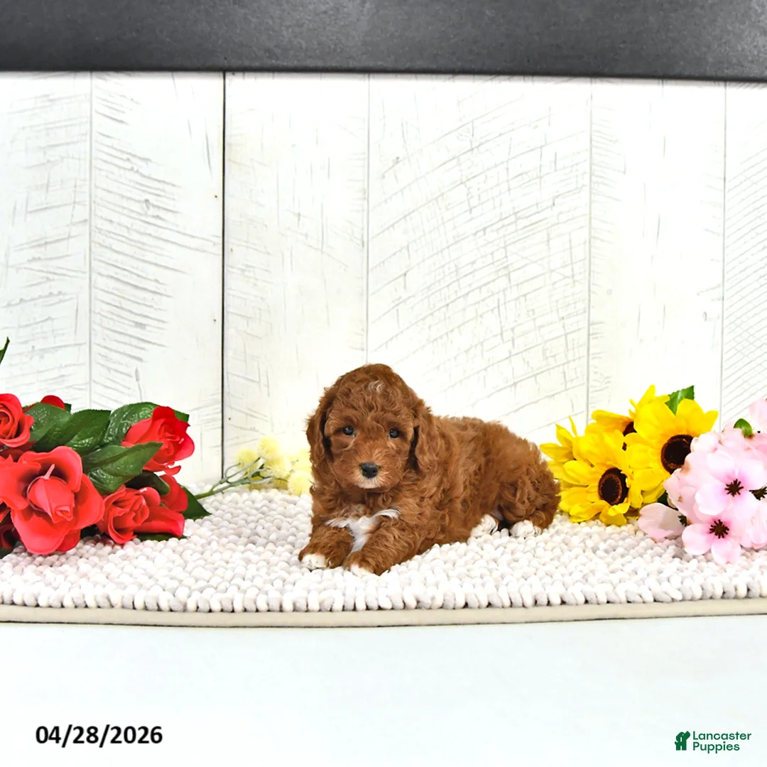 Miniature Poodle dogs for sale: Kara - Ad 1