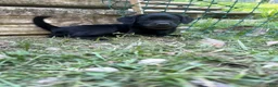Labrador Retriever dogs for sale: Black female 2  - Ad 3