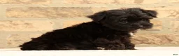 Yochon dogs for sale: Bandit - Ad 9