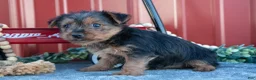 Yorkshire Terrier dogs for sale: Twinkle - Ad 2