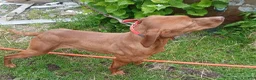 Vizsla dogs for sale: Vizsla 2 - Ad 3