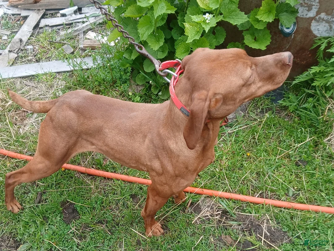 Vizsla dogs for sale: Vizsla 2 - Ad 3