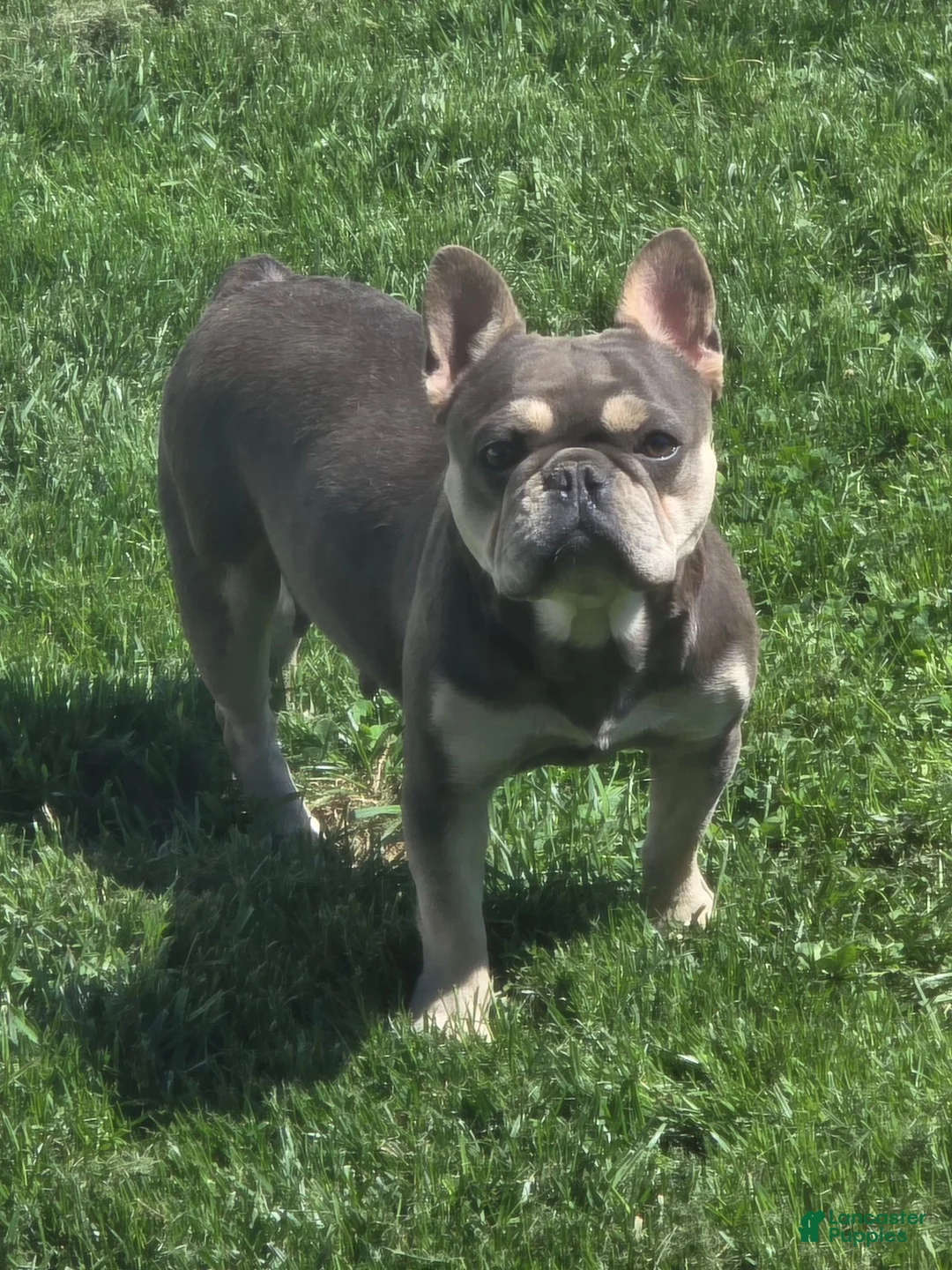 French Bulldog dogs for sale: Tito - Ad 6