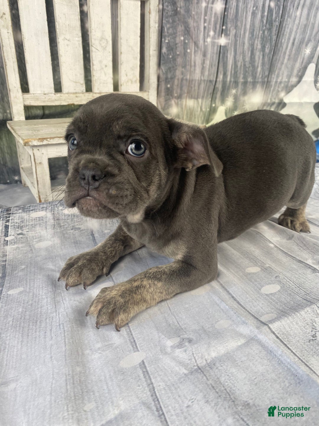 Mixed Breed dogs for sale: Billy - Ad 10