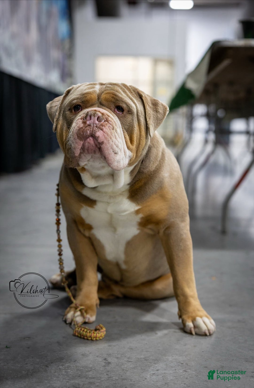 Kennels Ioeba Registered Olde English Bulldogge Olde English