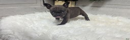 French Bulldog dogs for sale: Molly - Ad 3