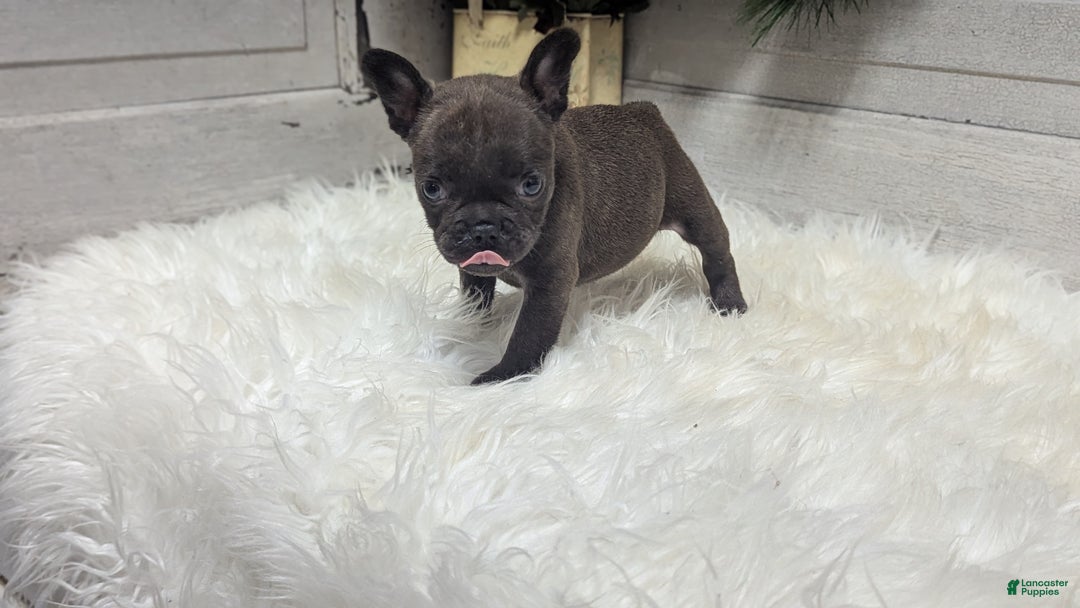 French Bulldog dogs for sale: Molly - Ad 3