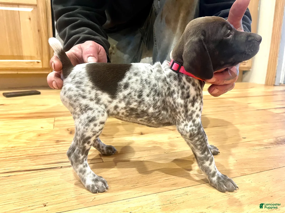 German Shorthaired Pointer dogs for sale: Martha Mae - Ad 18