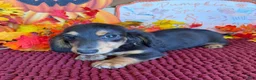 Miniature Dachshund dogs for sale: Ramsey - Ad 2