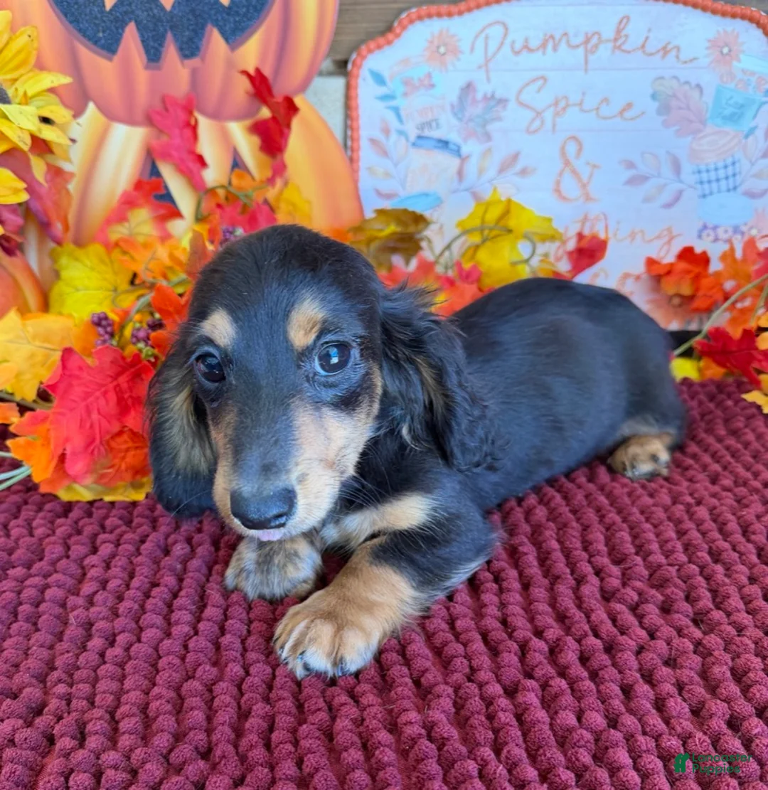 Miniature Dachshund dogs for sale: Ramsey - Ad 2