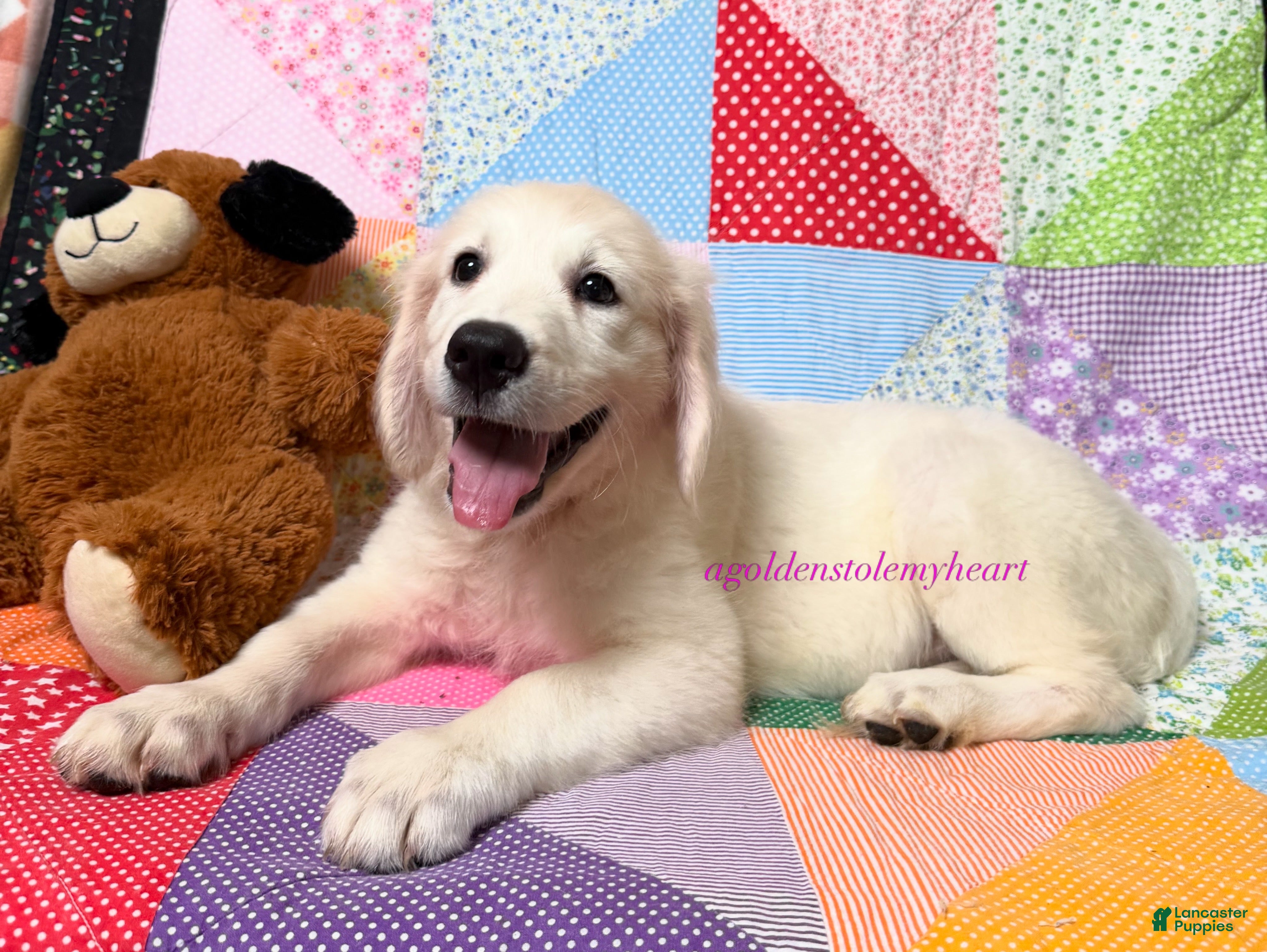 Golden Retriever dogs Maggie - Ad 1