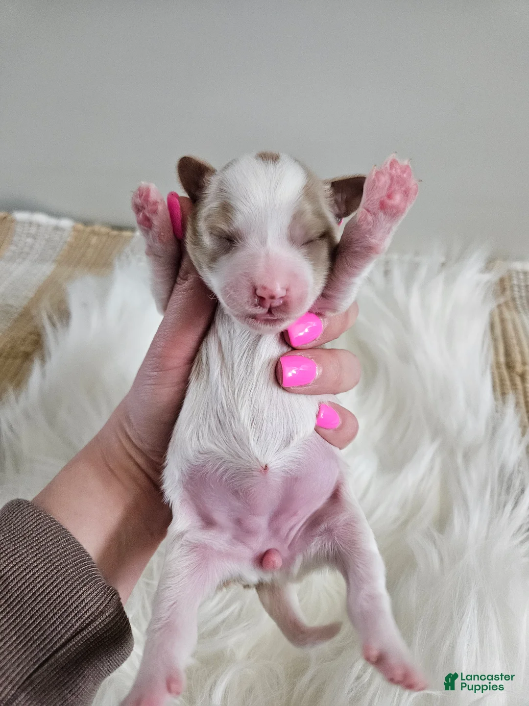 Cavapoo dogs for sale: Addie - Ad 2