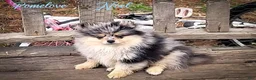 Pomeranian dogs for sale: Noel - Ad 1