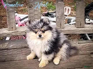 Pomeranian dogs Noel - Ad 2