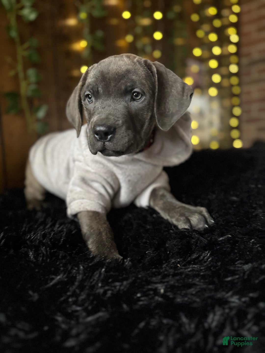 Cane Corso dogs for sale: Stormii - Ad 33