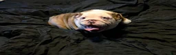 English Bulldog dogs for sale: Merle Female - Ad 3