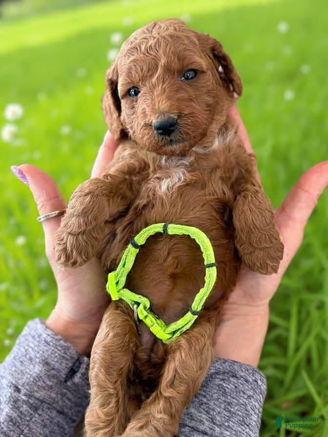 Mini Goldendoodle dogs green collar girl - Ad 2
