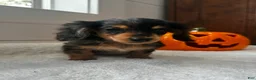 Miniature Dachshund dogs for sale: Hazel - Ad 4
