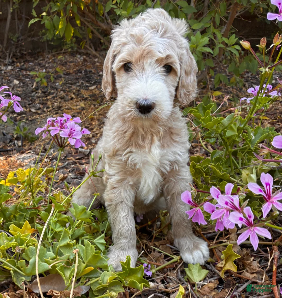 Goldendoodle dogs for sale: Willow - Ad 1