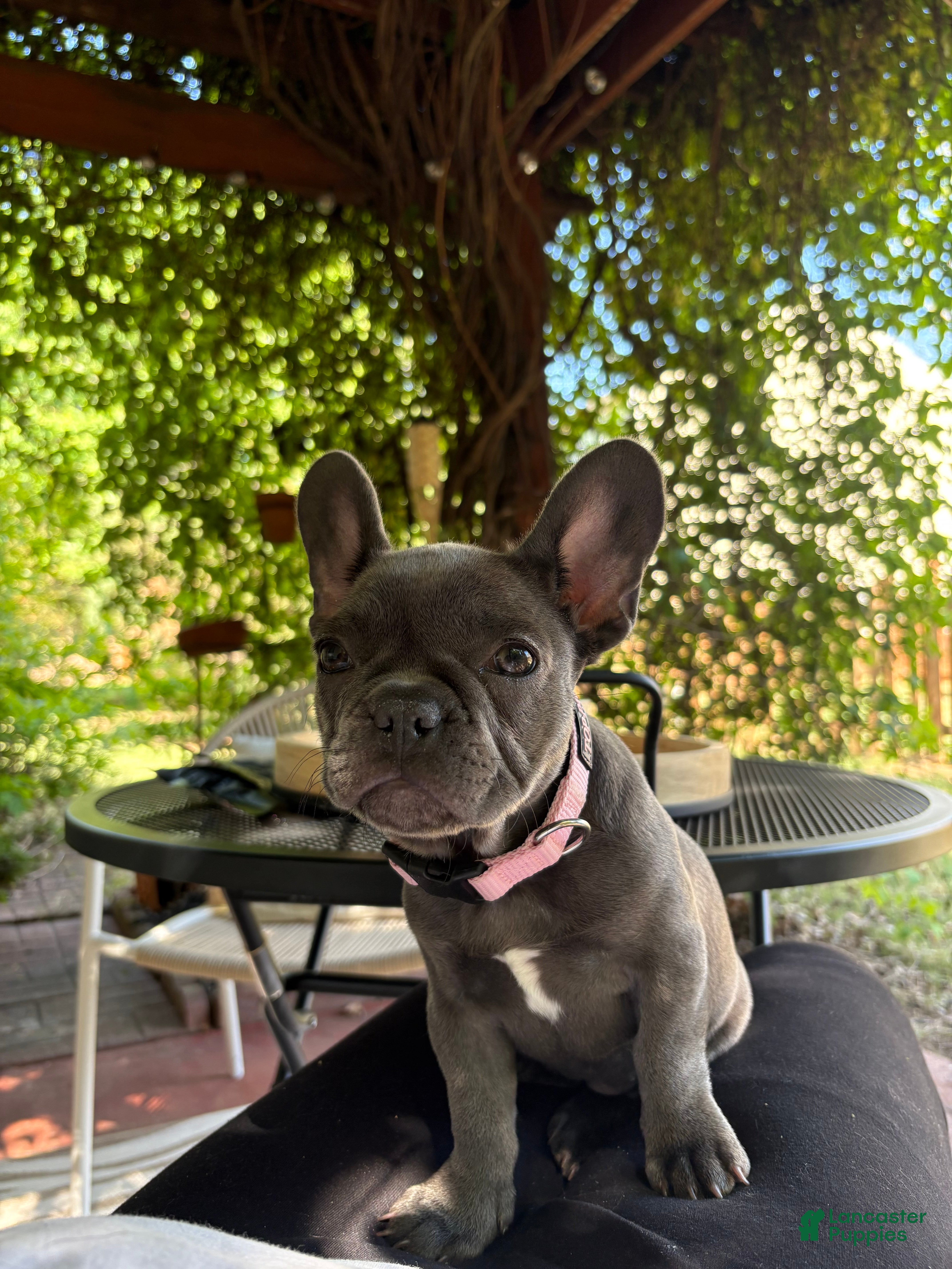French Bulldog dogs French Bulldog 2 - Ad 6