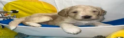 Aussiedoodle dogs for sale: Blue collar Collar - Ad 5