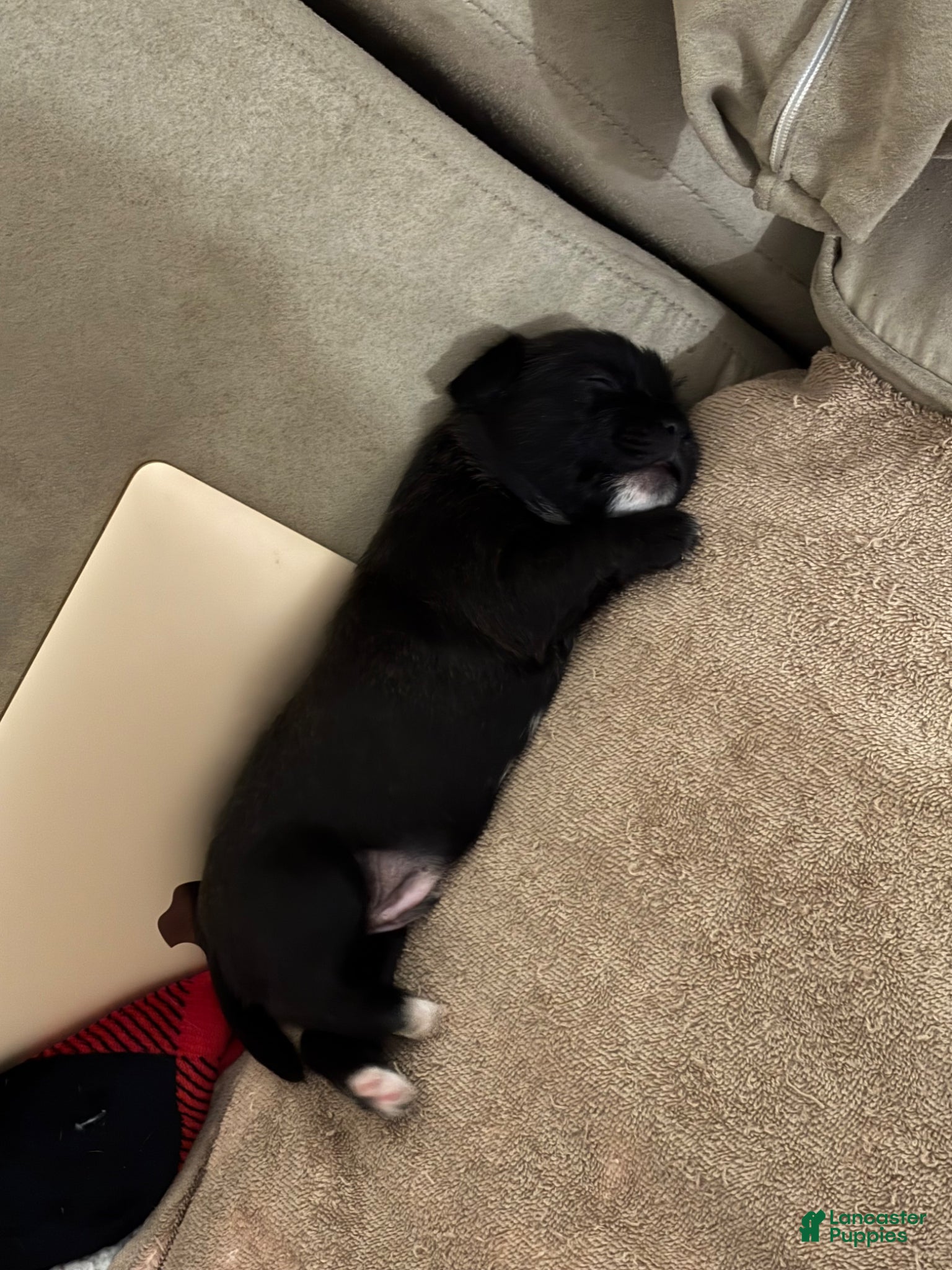 Mixed Breed dogs for sale: Finn - Ad 4