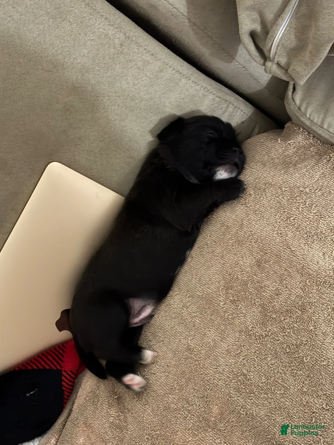 Mixed Breed dogs for sale: Finn - Ad 1