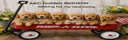 Golden Retriever dogs for sale: Mario - Ad 5