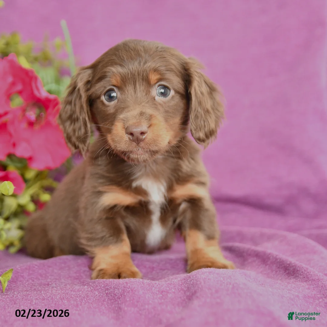 Dachshund dogs for sale: Charlie - Ad 1