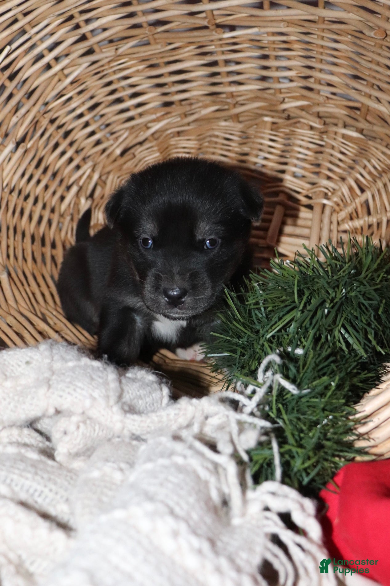 Goberian dogs Gizmo - Ad 8