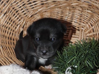 Goberian dogs Gizmo - Ad 33