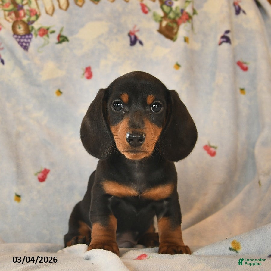 Dachshund dogs Bow - Ad 2