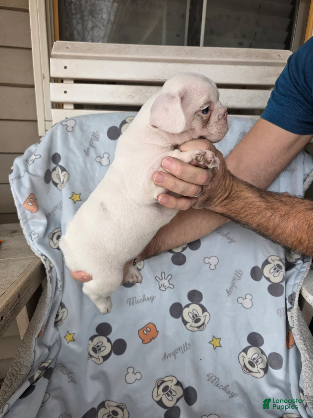 French Bulldog dogs for sale: Jack  - Ad 3