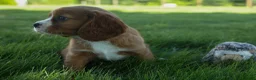 Cavalier King Charles Spaniel dogs for sale: Frankie 🐶 - Ad 13
