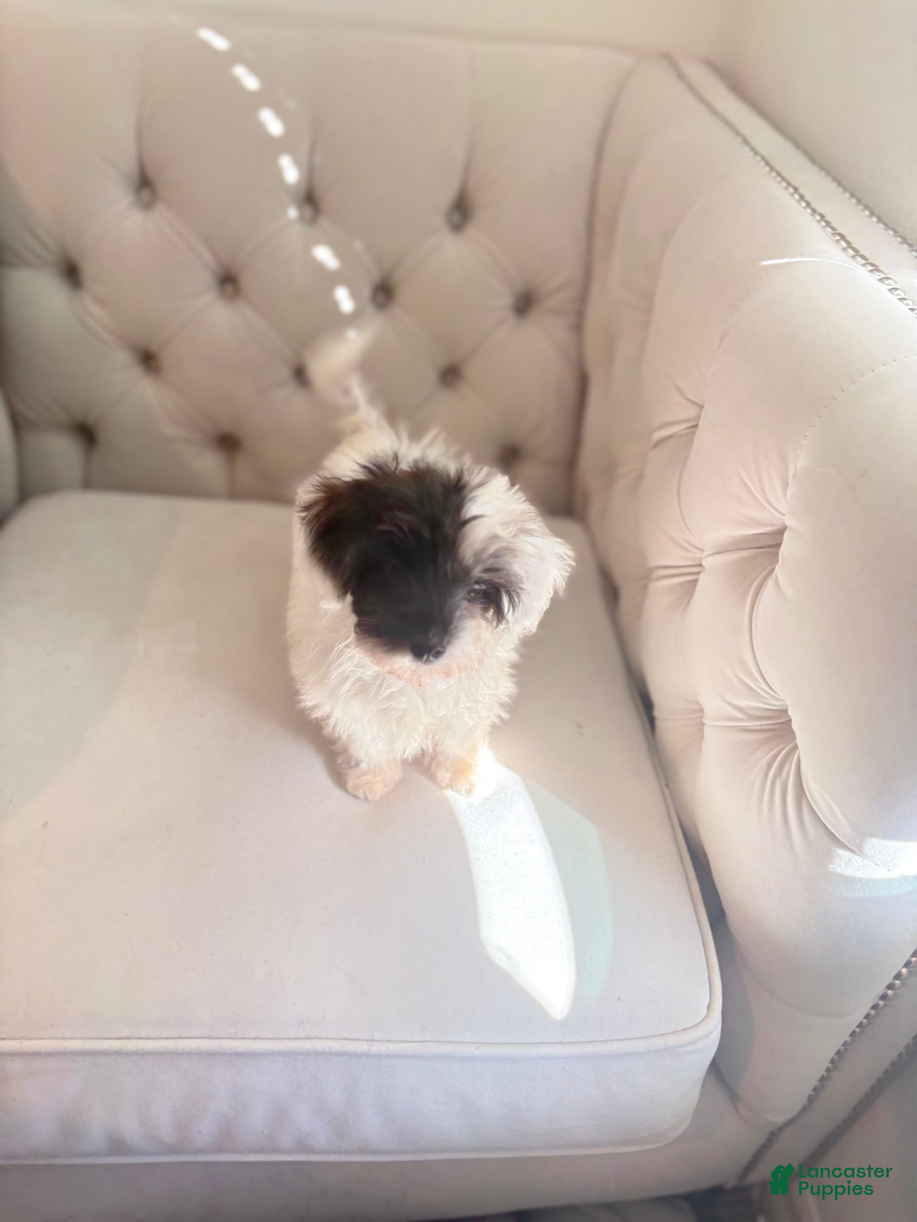 Shorkie dogs Shorkie 2 - Ad 1
