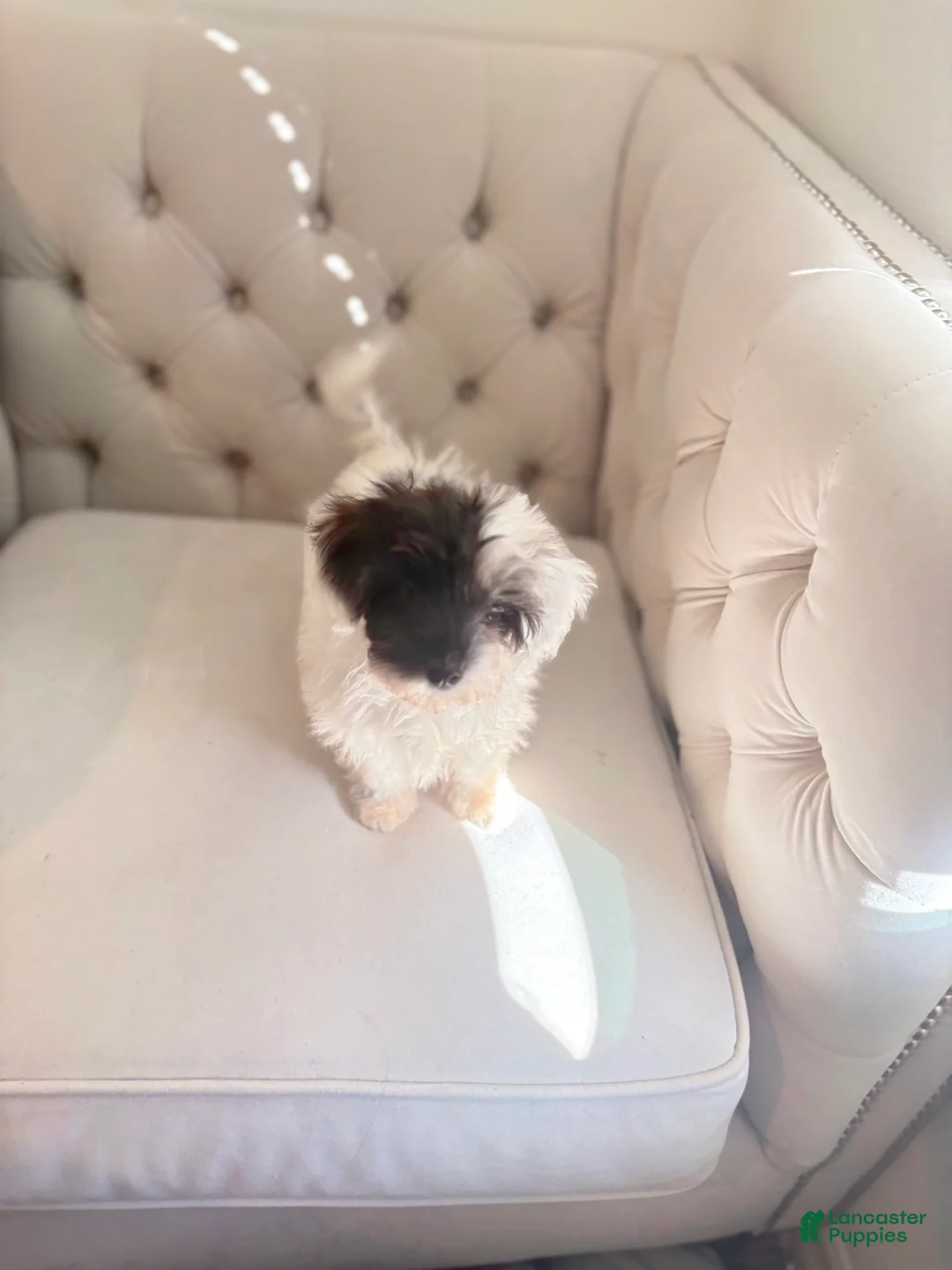 Shorkie dogs for sale: Shorkie 2 - Ad 1
