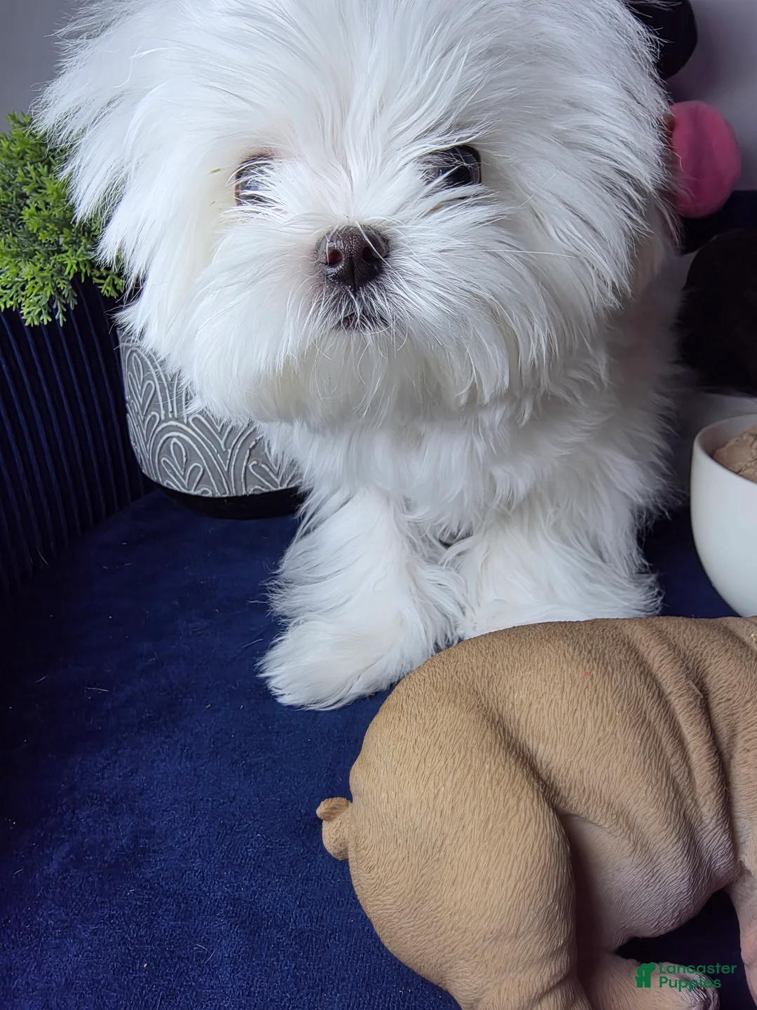 Maltese dogs for sale: Maltese felix - Ad 4