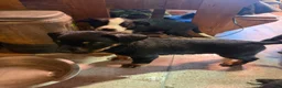 Mixed Breed dogs for sale: Baby Boy 7 - Ad 3