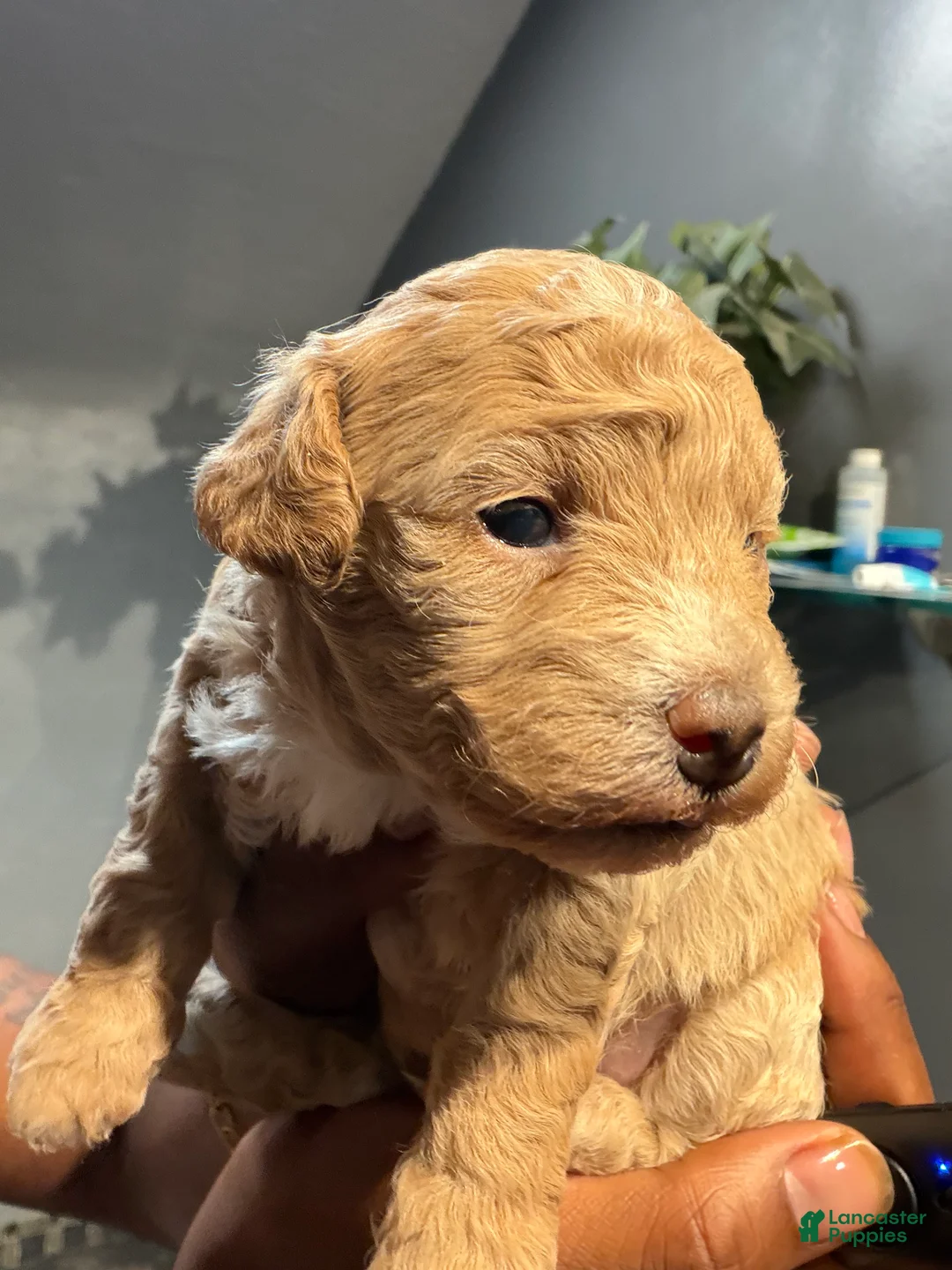 Bichpoo dogs for sale: Kelly  - Ad 2
