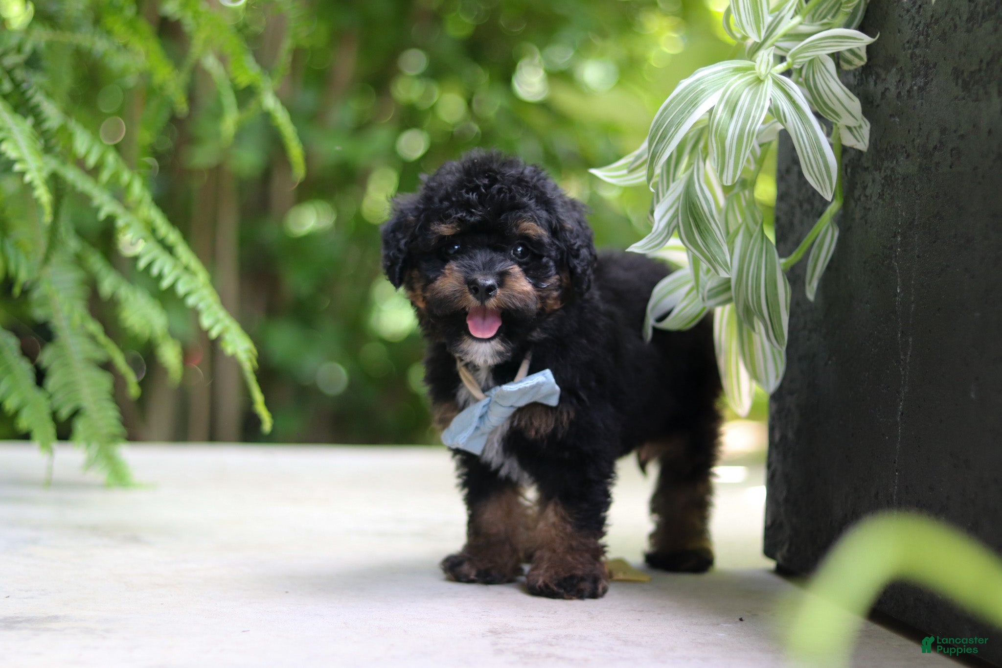 Cavapoo dogs Lil Bear - Ad 2