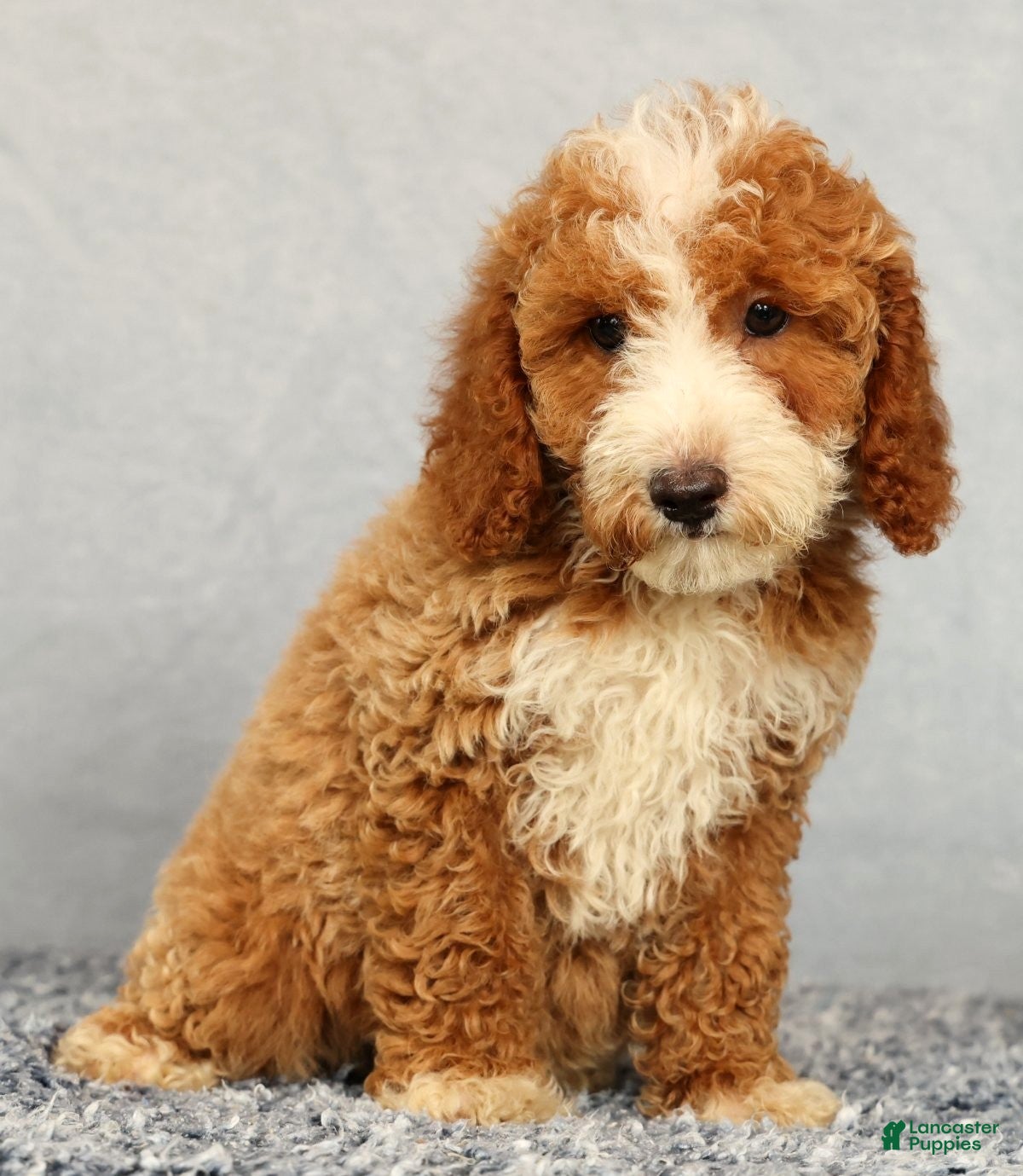 Mini Goldendoodle dogs Vern - Ad 1