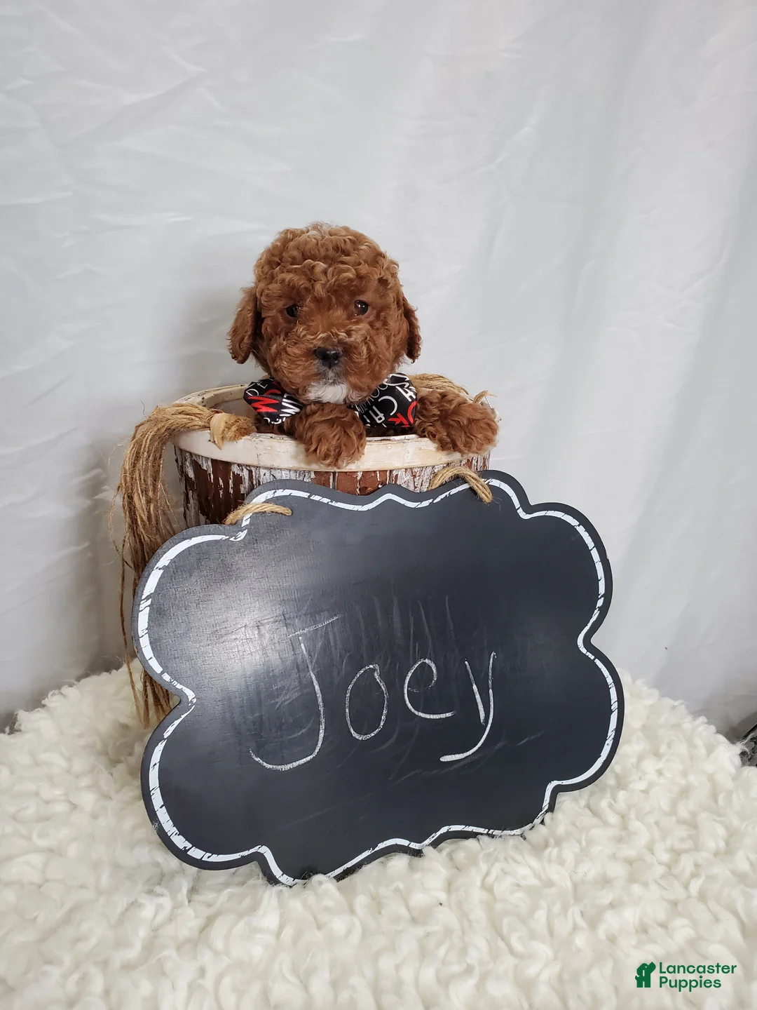 Toy Poodle dogs for sale: Joey - Ad 2