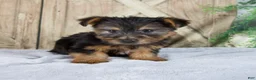 Yorkshire Terrier dogs for sale: Simon - Ad 6